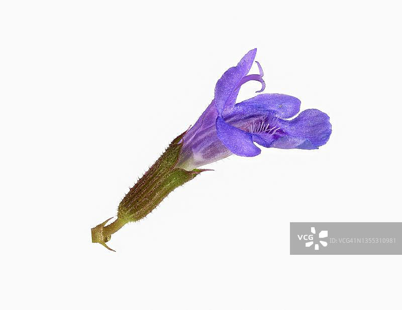 德国的活血丹花图片素材