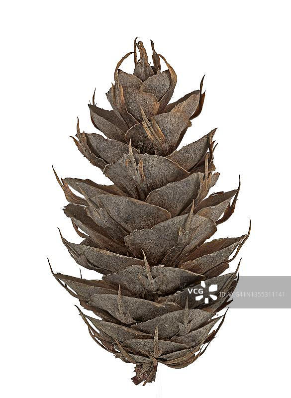 德国花旗松（Pseudotsuga menziesii）锥图片素材