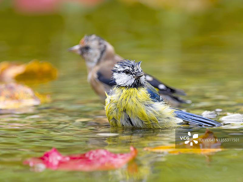 山雀和欧洲金翅雀在浅水中沐浴，德国黑森图片素材