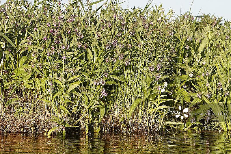 开花的聚合草，佩内河谷河流景观自然公园，梅克伦堡-西波美拉尼亚州，德国图片素材