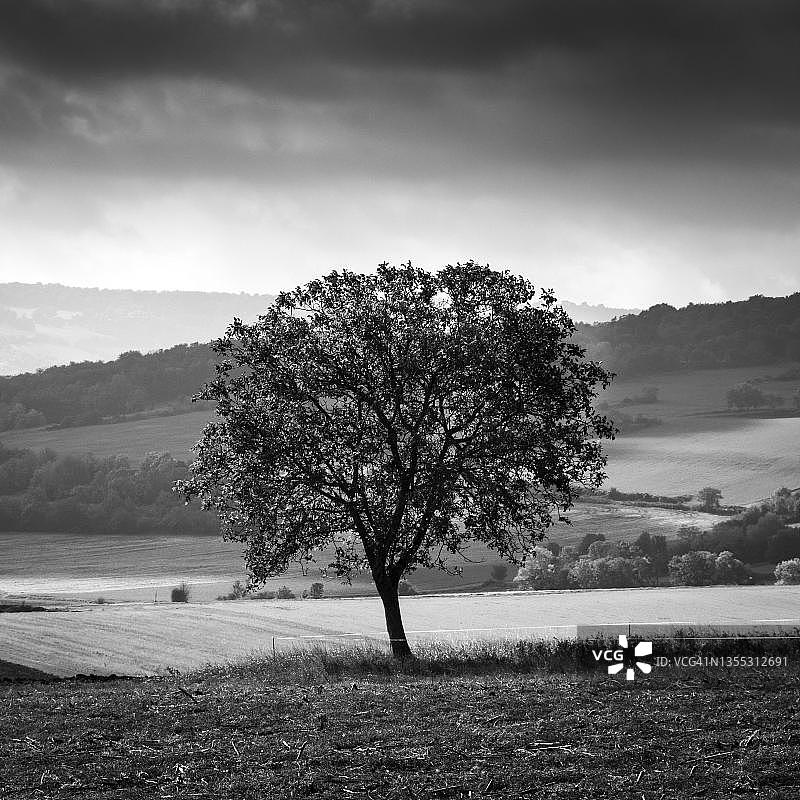 法国景观中的孤立树图片素材