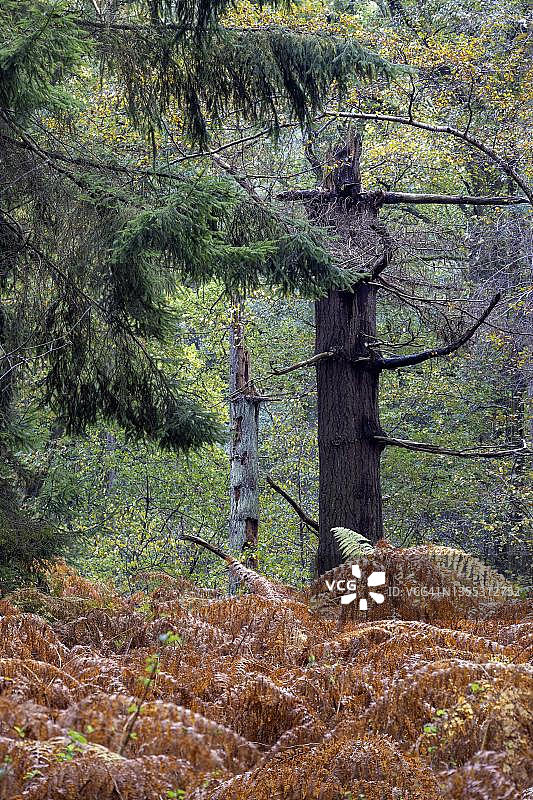 德国门兴格拉德巴赫布霍尔茨森林的秋天图片素材