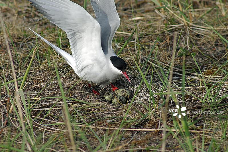 北极燕鸥和鸟蛋图片素材