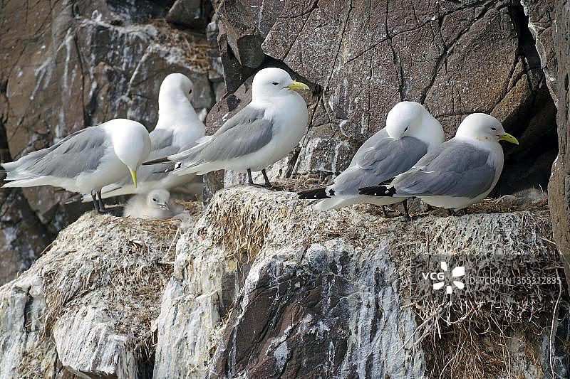 岩石上孵育幼鸟的三趾鸥图片素材