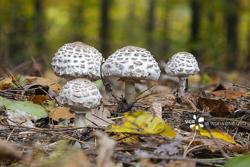 德国大伞菇图片素材