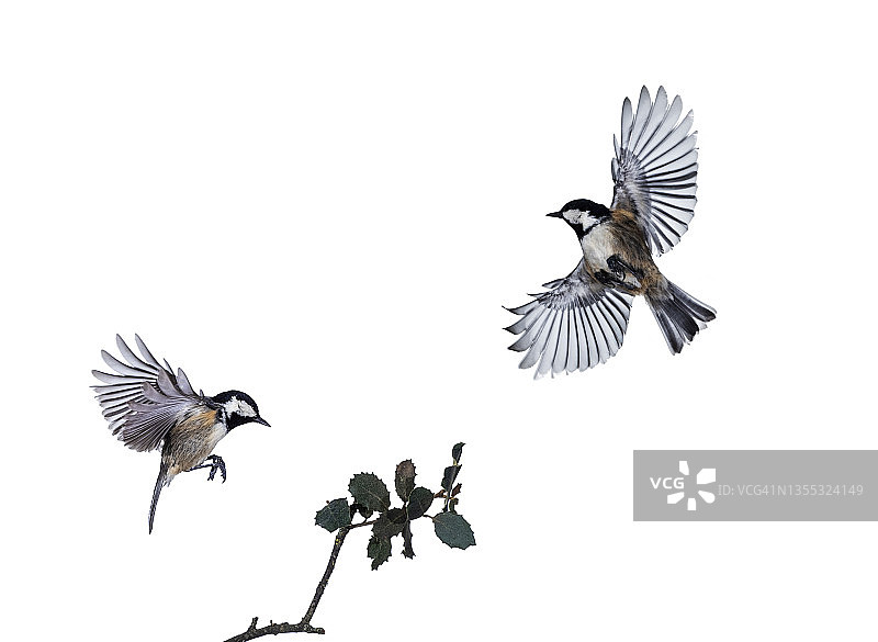两只翅膀张开飞行的煤山雀特写，白色背景图片素材