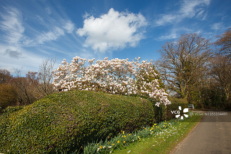 春日景象图片素材