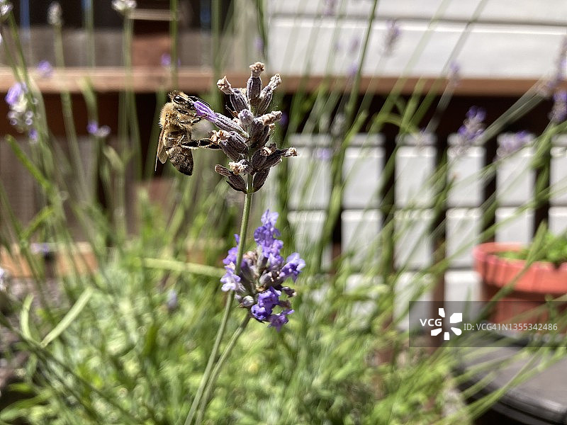 薰衣草上的大黄蜂图片素材