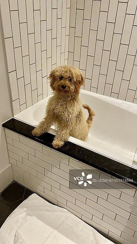 散步后等待洗澡的可爱小狗图片素材