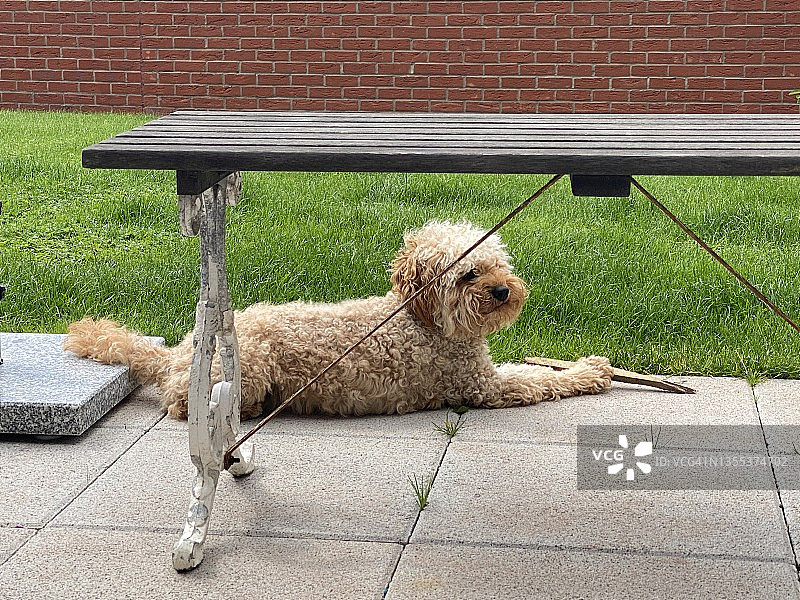 可爱贵宾犬混血幼犬躺在露台上啃着一根棍子，毛茸茸的狗在夏天在花园里玩游戏，小狗在2021年8月在英国的后院等待棍子被扔出图片素材