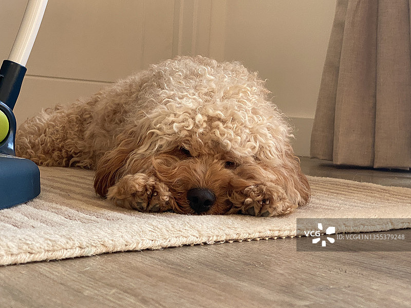 2021年8月，在英国遛狗后，疲惫的可爱蓬松小狗正在休息。徒步旅行后，疲惫的狗睡在垫子上图片素材