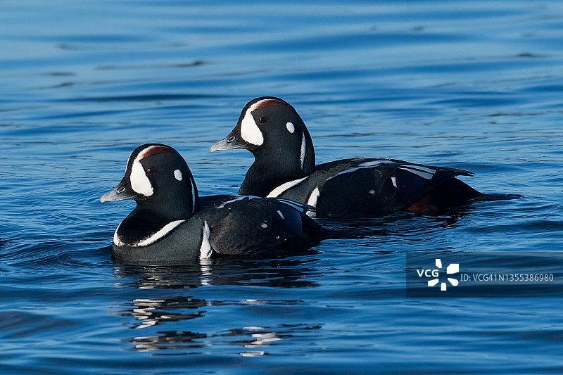 丑鸭（小丑鸭）图片素材
