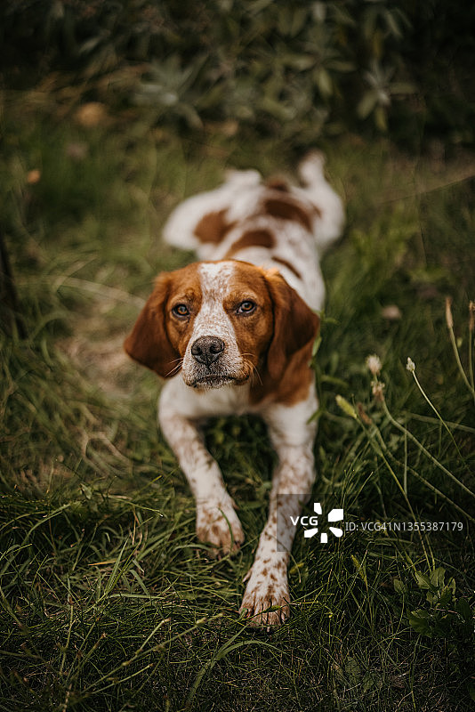小狗在后院草地上休息图片素材