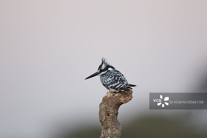 斑鱼狗图片素材