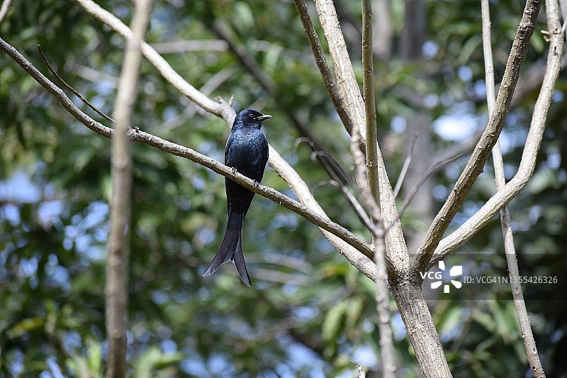 坐在树上的小黑鸟——黑卷尾图片素材