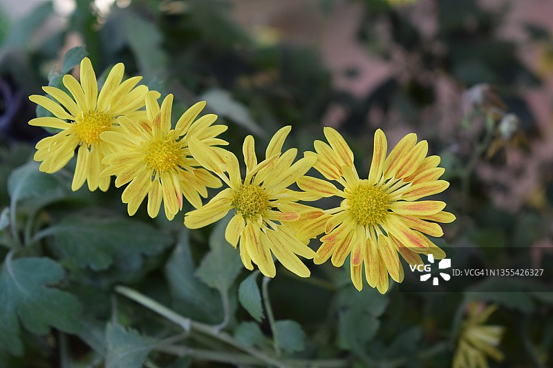 盛开的菊花，菊科植物图片素材