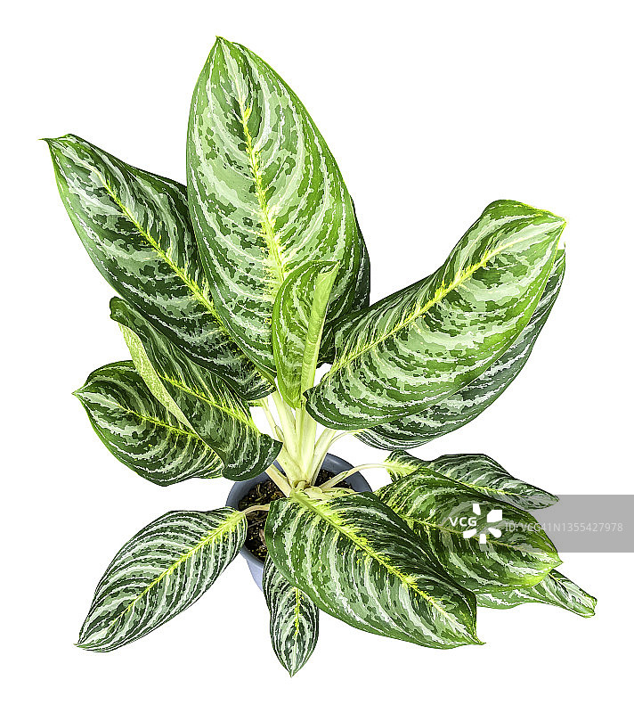 白色背景上的如意万年青（含裁剪路径）图片素材