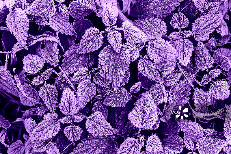 紫色背景上的冻荨麻图片素材