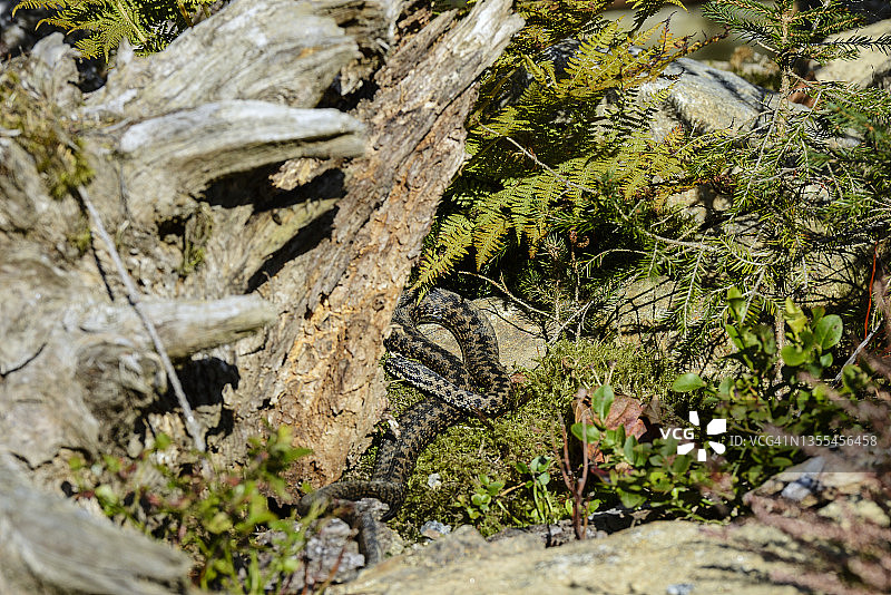 普通欧亚蝰蛇图片素材