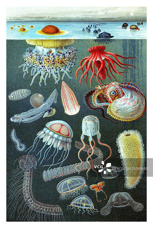 老式彩色石印插图：海洋生物图片素材