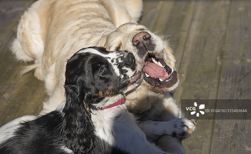 两只小狗一起玩耍图片素材