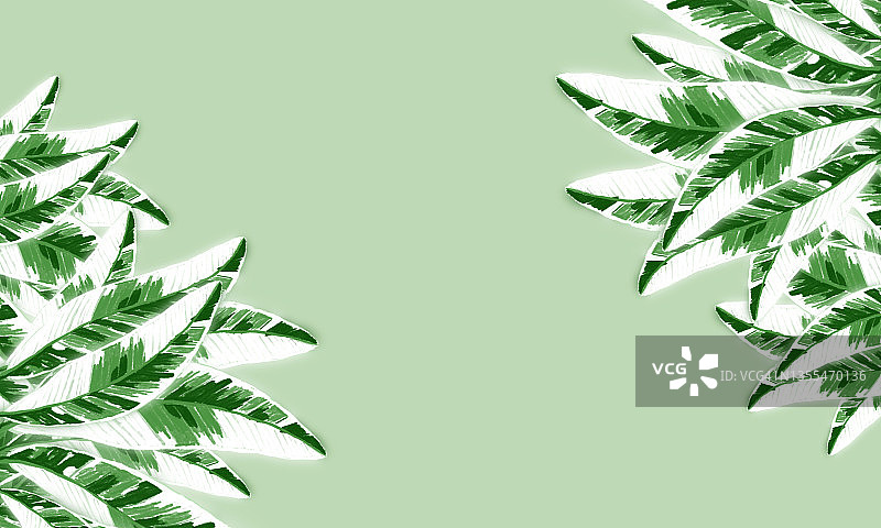 热带香蕉叶绿白配色背景图片素材