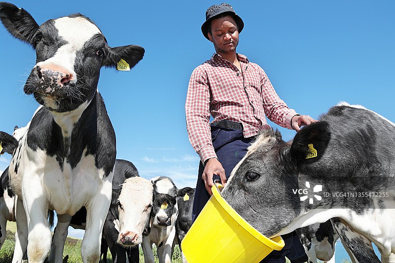 年轻男人在夏季阳光牧场喂牛图片素材