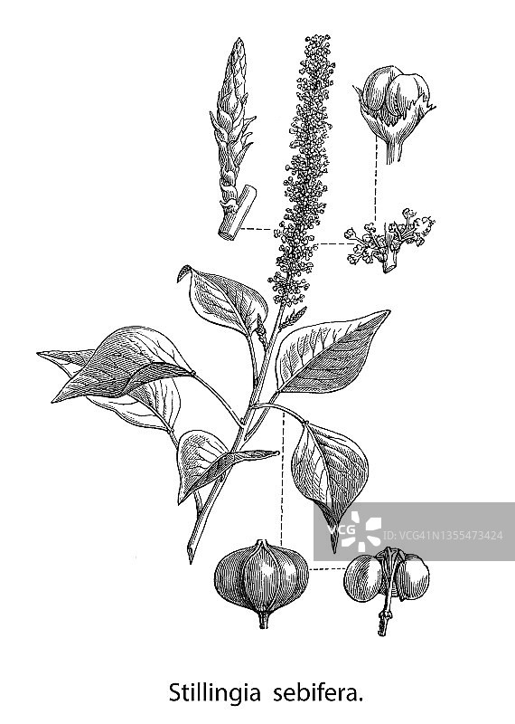 乌桕古版画图片素材