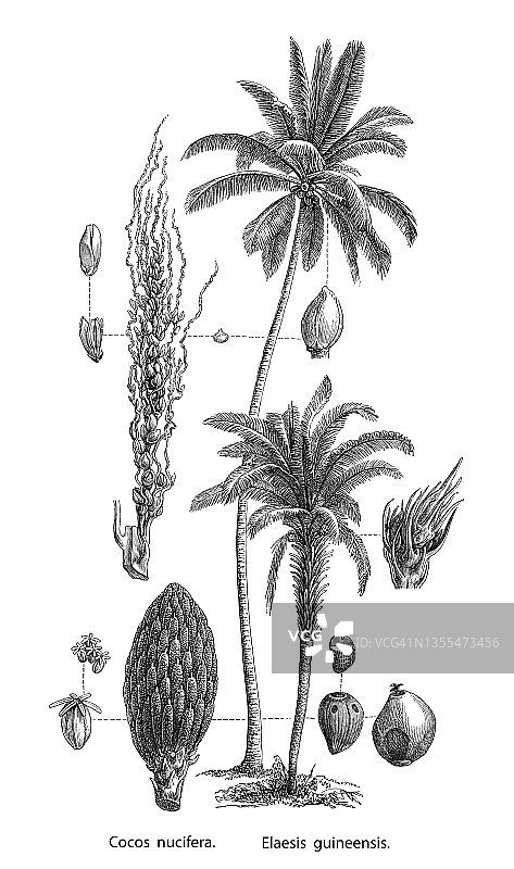 椰子树和非洲油棕古老雕刻插图（Cocos nucifera和Elaeis guineensis）图片素材
