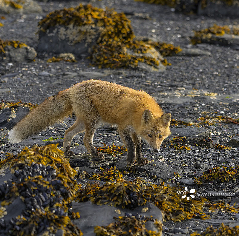 好奇的年轻红狐狸图片素材