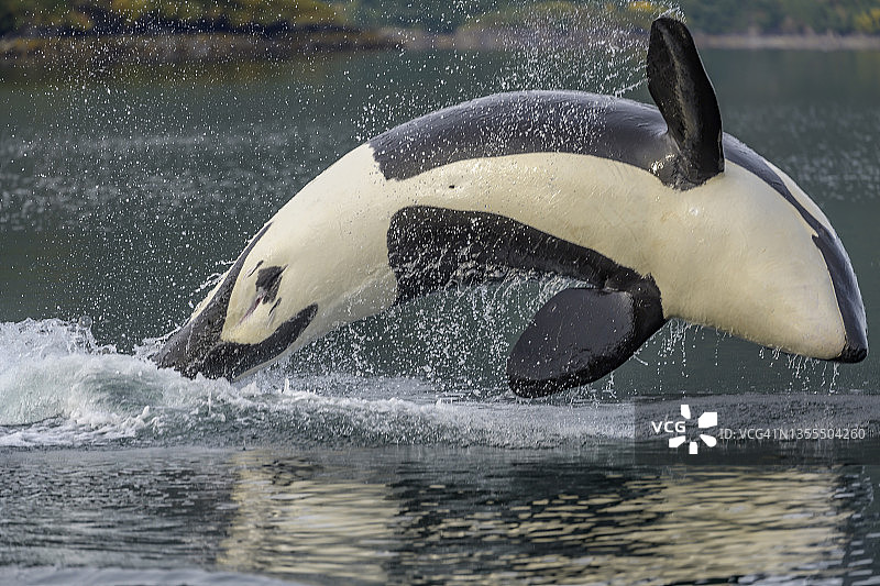 跃起的逆戟鲸图片素材