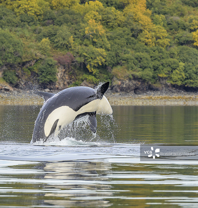 跃起的逆戟鲸图片素材