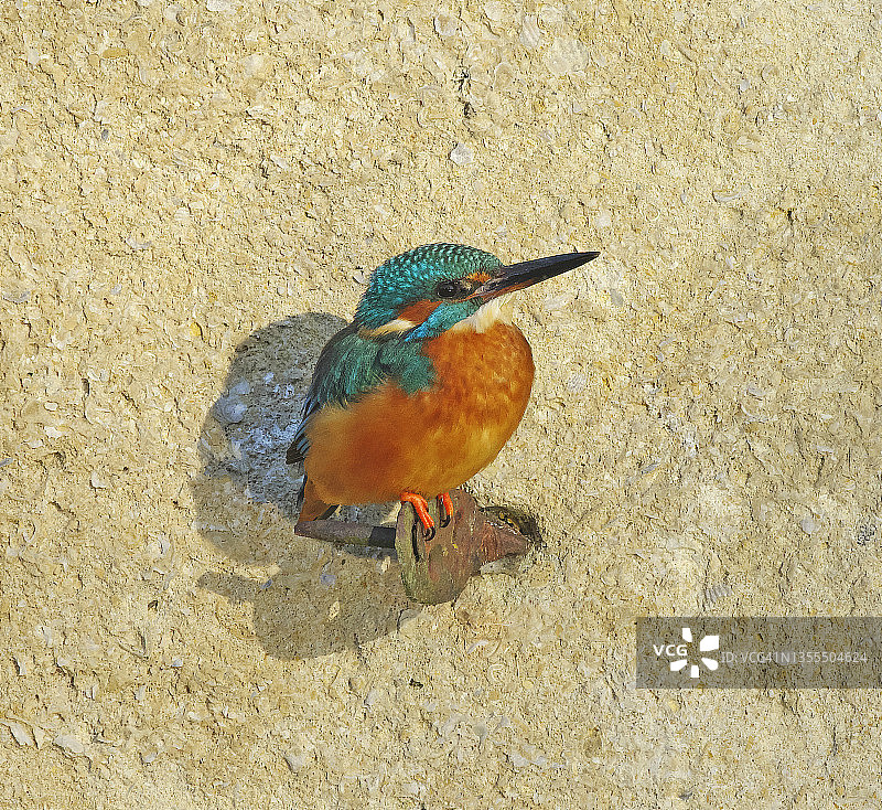 翠鸟(普通)图片素材