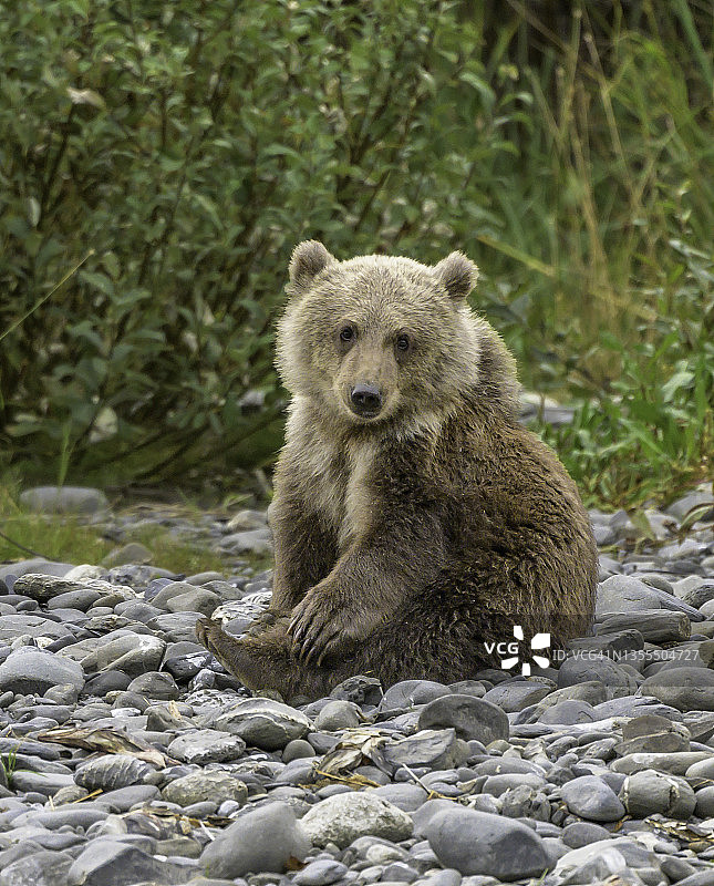 科迪亚克棕熊幼崽看着摄影师图片素材