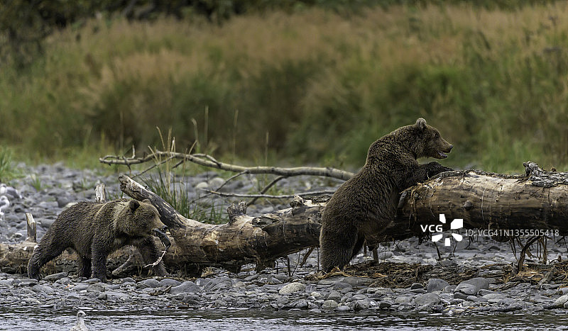 科迪亚克棕熊幼崽嬉戏图片素材