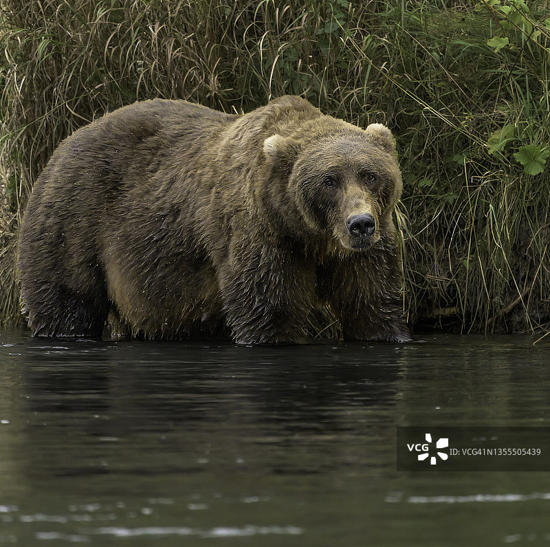 科迪亚克棕熊看着摄影师图片素材