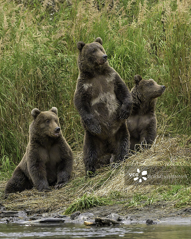 科迪亚克棕熊站立图片素材