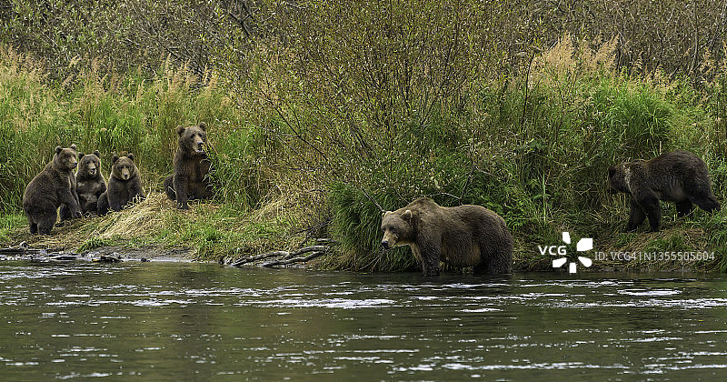 科迪亚克棕熊母熊和幼崽图片素材