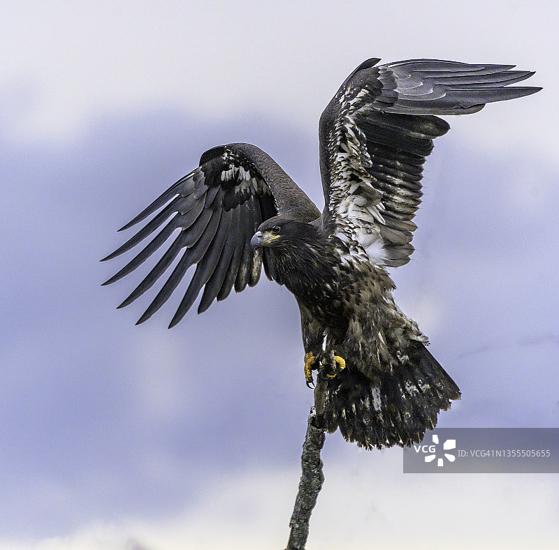 阿拉斯加的秃鹰图片素材