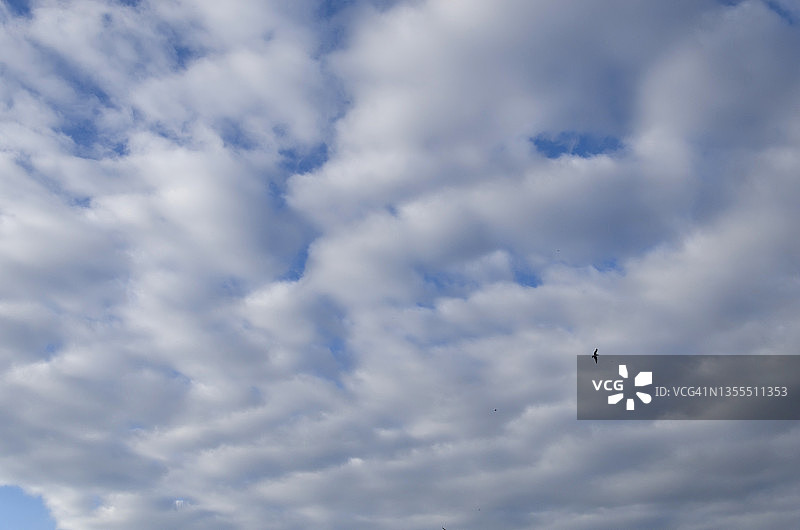 荚状高积云与飞鸟图片素材