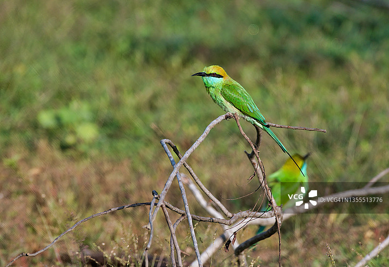 亚洲绿喉蜂虎栖息在树枝上图片素材