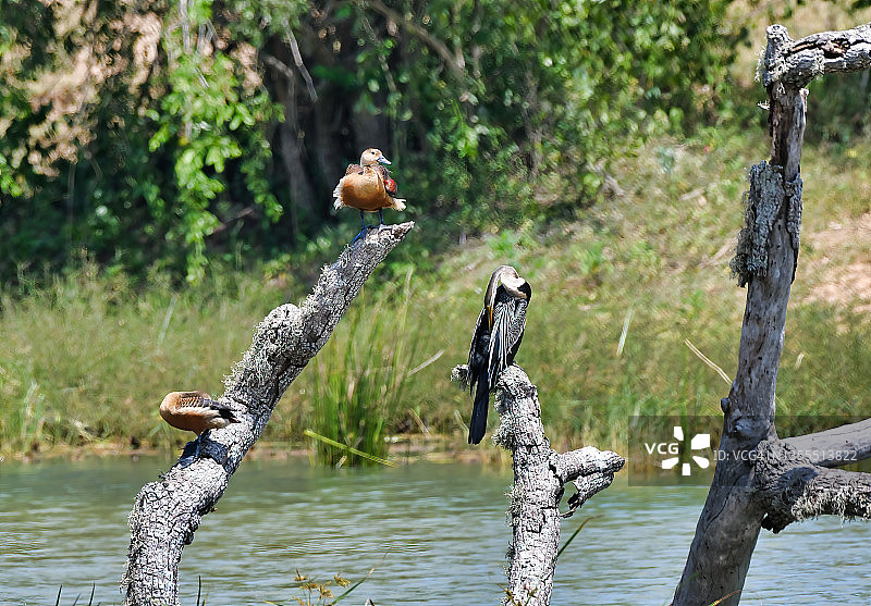 小啸鸭和东方蛇鹈栖息在枯树桩上图片素材