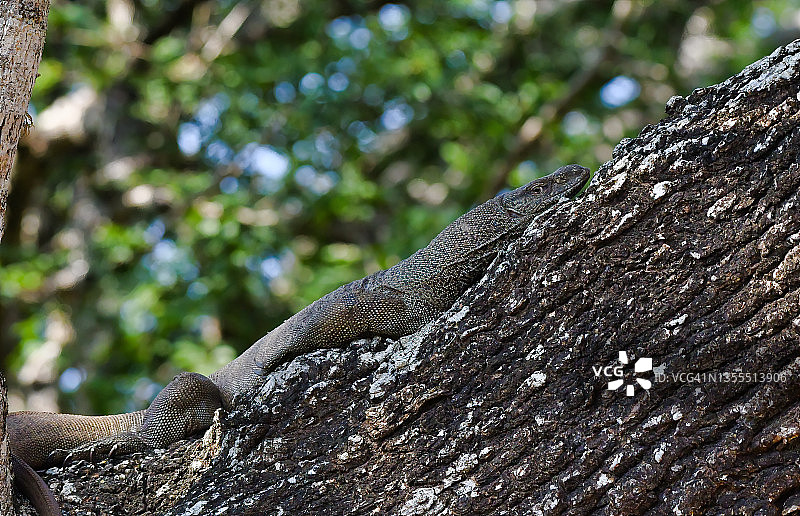 亚洲巨蜥（Varanus salvator）沿着树枝躺着图片素材
