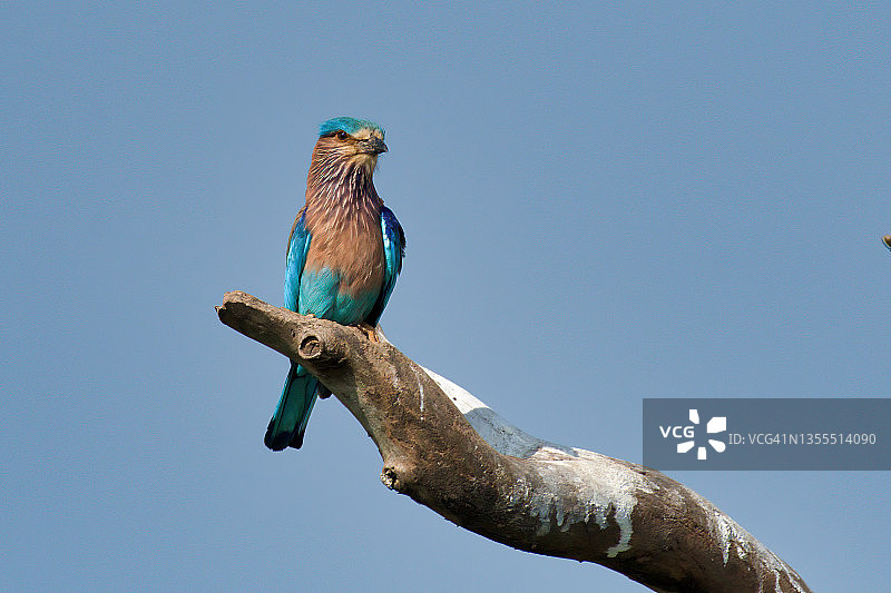 锡兰的蓝胸佛法僧栖息在枯枝上图片素材