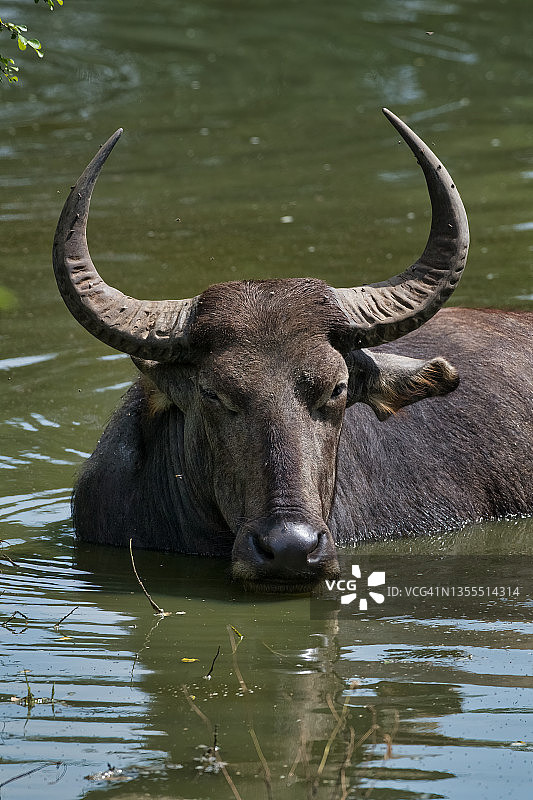 野生水牛图片素材
