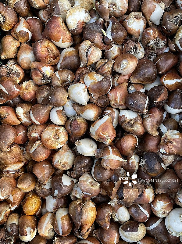 准备种植的郁金香鳞茎顶部视图图片素材