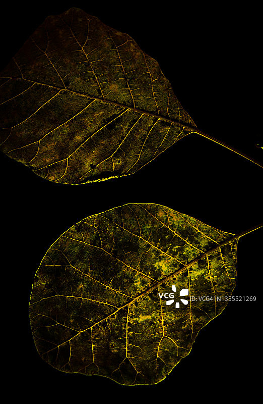 皇家紫烟灌木叶图片素材