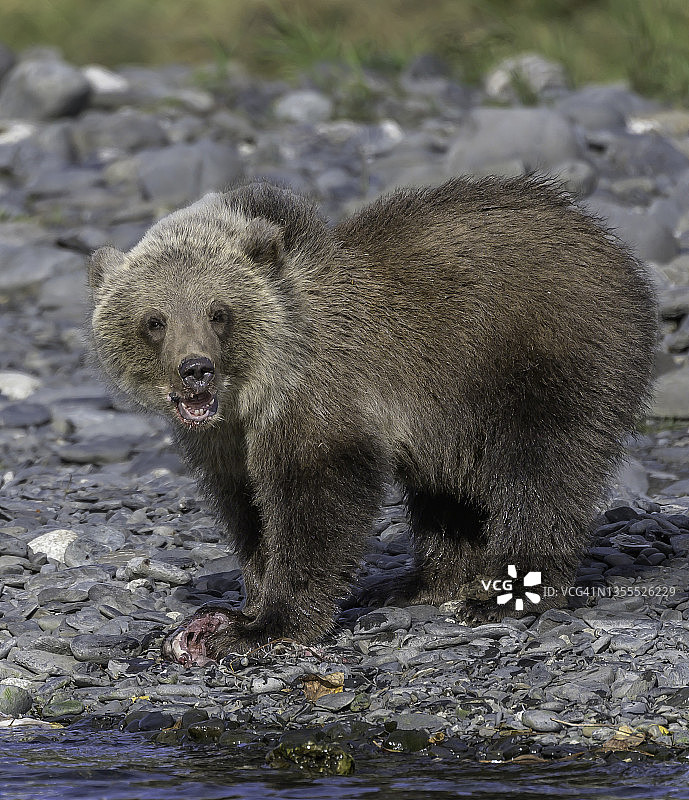 科迪亚克棕熊幼崽看着摄影师图片素材