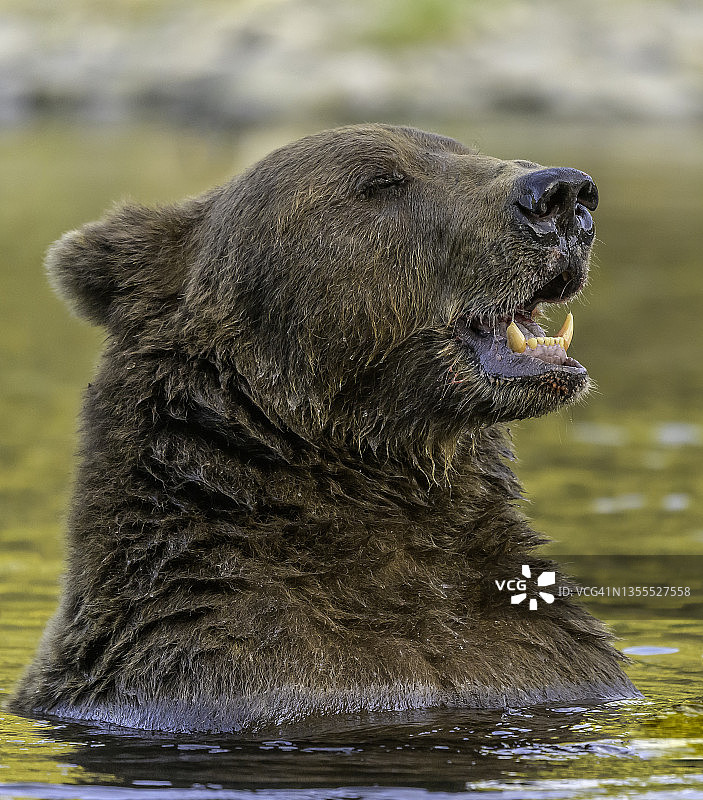 科迪亚克棕熊图片素材