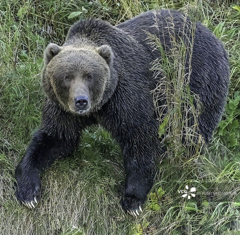 科迪亚克棕熊图片素材